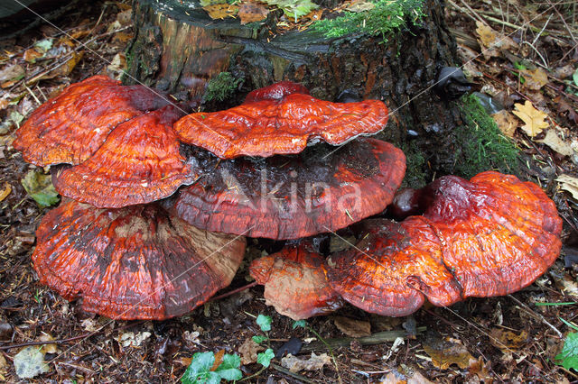 Reishi Mushroom (Ganoderma lucidum)