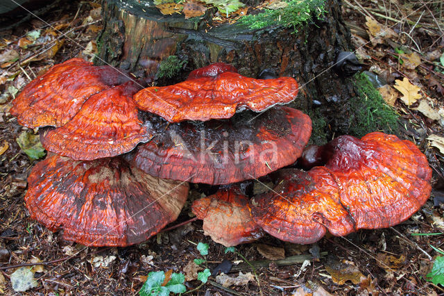 Gesteelde lakzwam (Ganoderma lucidum)