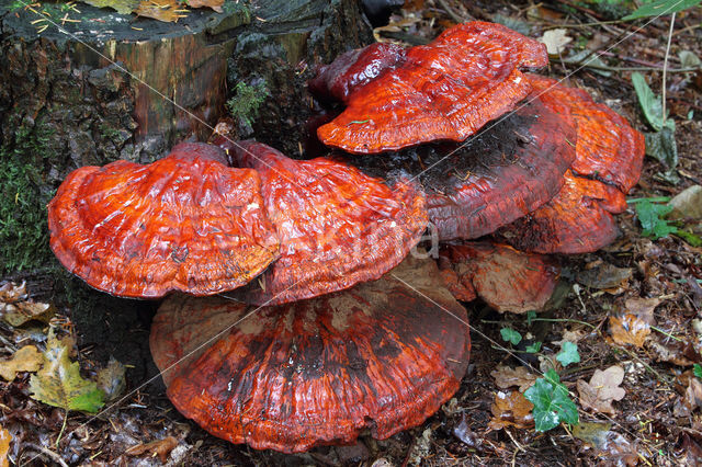 Gesteelde lakzwam (Ganoderma lucidum)