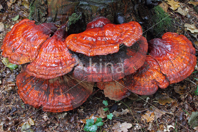 Gesteelde lakzwam (Ganoderma lucidum)