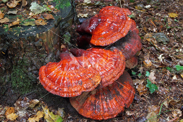 Gesteelde lakzwam (Ganoderma lucidum)