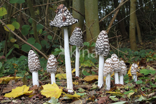 Pleated Inkcap (Coprinus picaceus)