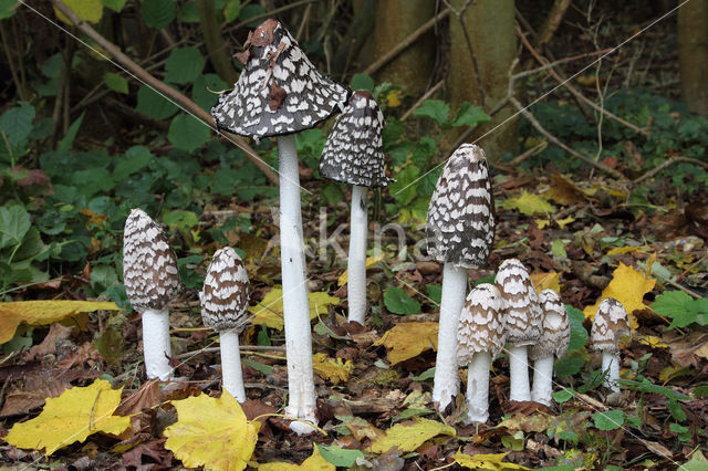 Spechtinktzwam (Coprinus picaceus)