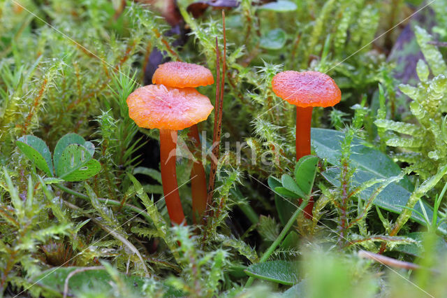 Waxcap (Hygrocybe coccineocrenata)