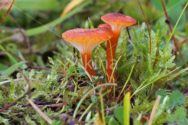 Waxcap (Hygrocybe coccineocrenata)