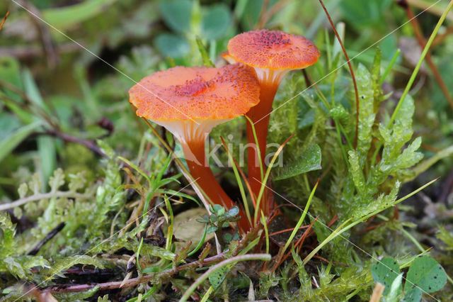 Waxcap (Hygrocybe coccineocrenata)