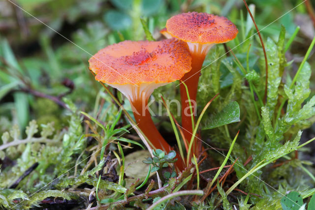 Waxcap (Hygrocybe coccineocrenata)