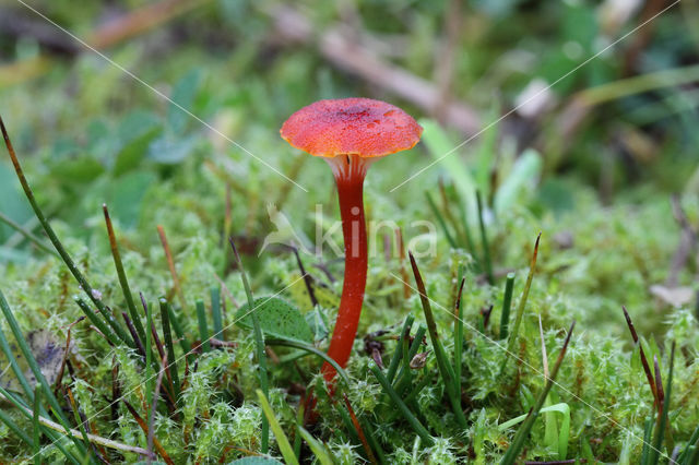 Veenmosvuurzwammetje (Hygrocybe coccineocrenata)