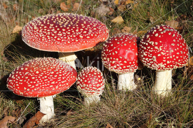 Vliegenzwam (Amanita muscaria)