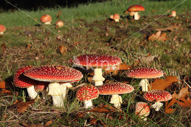 Fly agaric (Amanita muscaria)