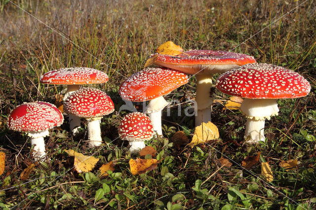 Fly agaric (Amanita muscaria)