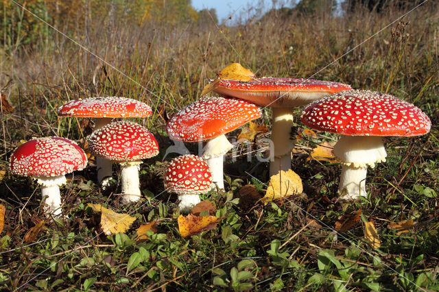 Vliegenzwam (Amanita muscaria)