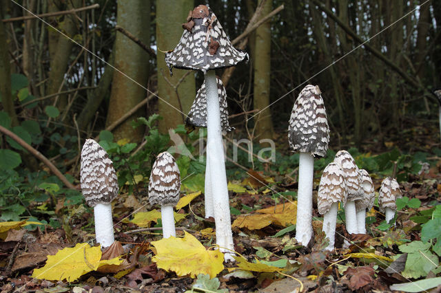 Pleated Inkcap (Coprinus picaceus)