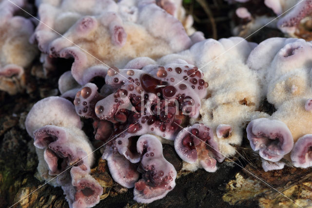 silver-leaf (Chondrostereum purpureum)