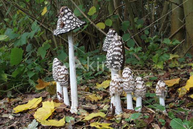 Spechtinktzwam (Coprinus picaceus)