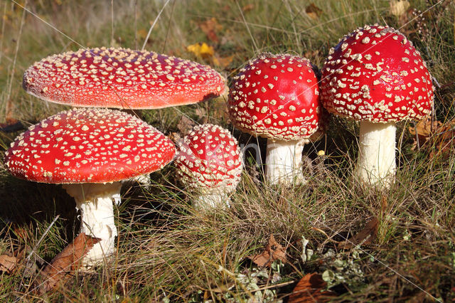 Fly agaric (Amanita muscaria)