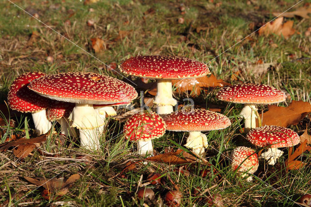 Fly agaric (Amanita muscaria)