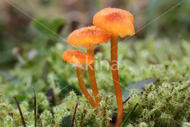 Waxcap (Hygrocybe coccineocrenata)