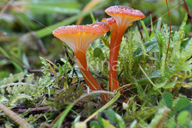 Waxcap (Hygrocybe coccineocrenata)