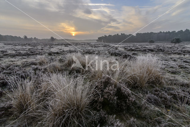 Purple Moor-grass (Molinia caerulea)