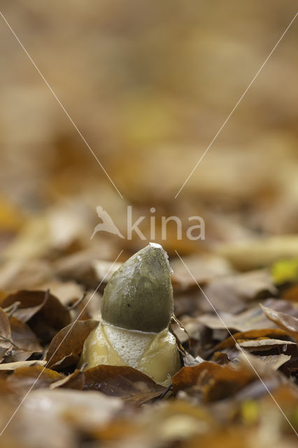 Grote stinkzwam (Phallus impudicus)