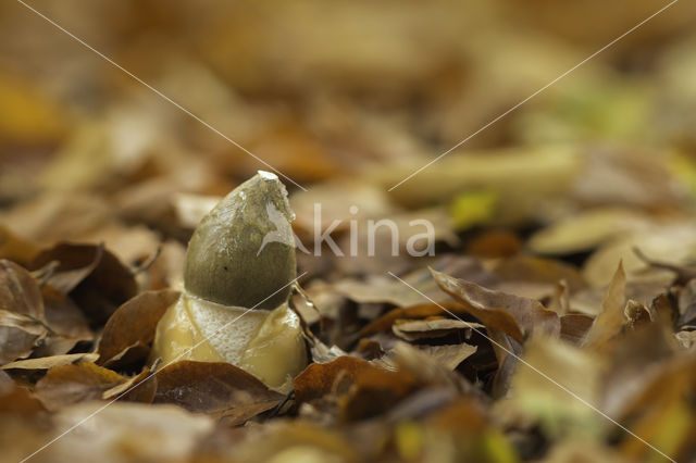 stinkhorn (Phallus impudicus)
