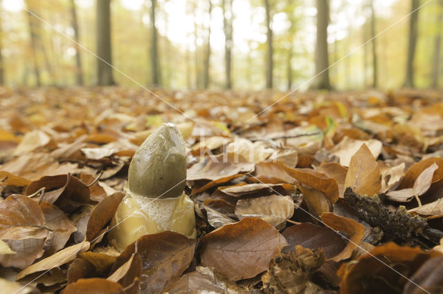 Grote stinkzwam (Phallus impudicus)