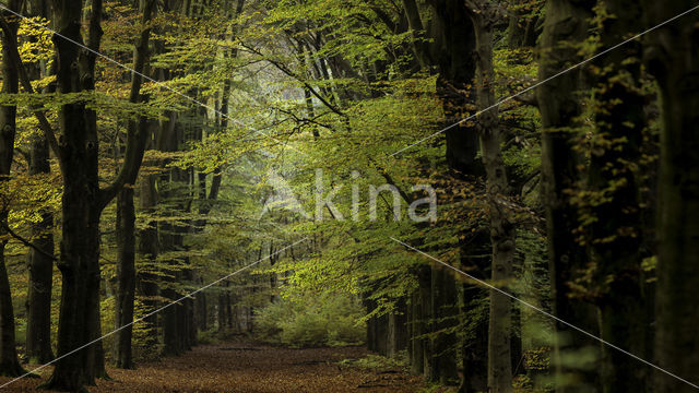 Beuk (Fagus sylvatica)