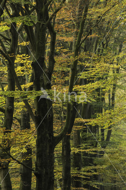 Beech (Fagus sylvatica)