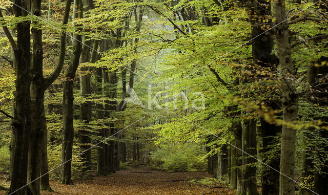 Beech (Fagus sylvatica)