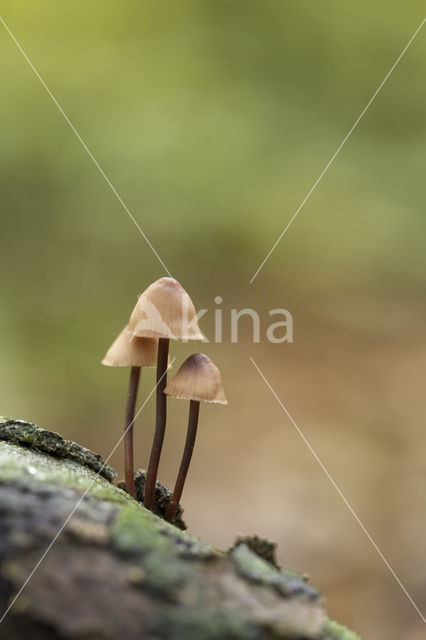 Grote bloedsteelmycena (Mycena haematopus)