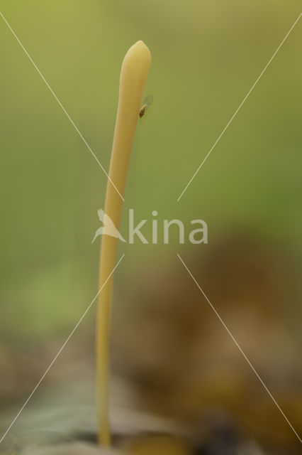 Yellow club (Clavulinopsis helveola)