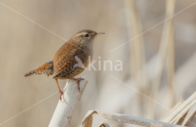 Winterkoning (Troglodytes troglodytes)