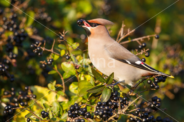 Bohemian Waxwing (Bombycilla garrulus)