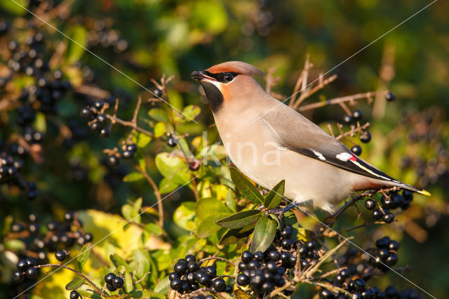 Bohemian Waxwing (Bombycilla garrulus)