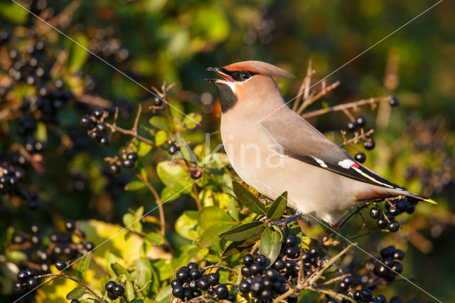 Pestvogel (Bombycilla garrulus)