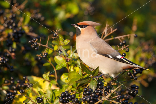 Bohemian Waxwing (Bombycilla garrulus)