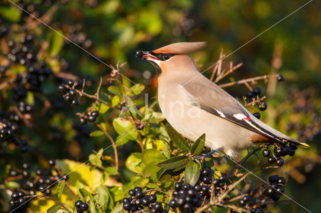 Bohemian Waxwing (Bombycilla garrulus)