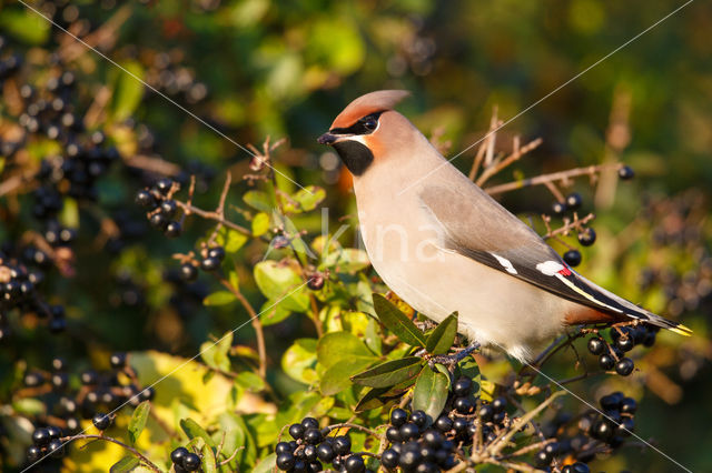 Pestvogel (Bombycilla garrulus)