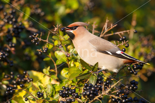 Pestvogel (Bombycilla garrulus)