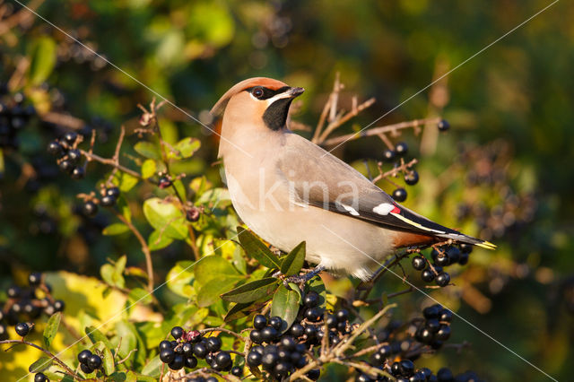 Bohemian Waxwing (Bombycilla garrulus)