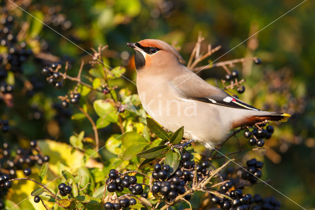 Pestvogel (Bombycilla garrulus)