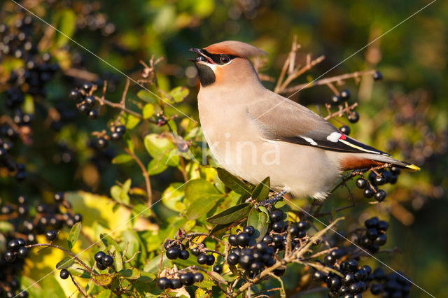 Bohemian Waxwing (Bombycilla garrulus)