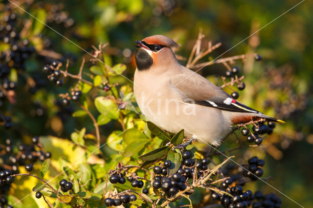 Bohemian Waxwing (Bombycilla garrulus)