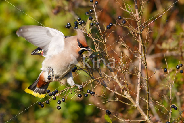 Bohemian Waxwing (Bombycilla garrulus)