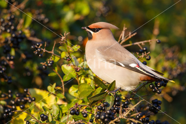 Bohemian Waxwing (Bombycilla garrulus)