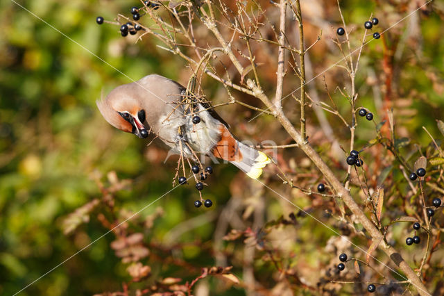 Bohemian Waxwing (Bombycilla garrulus)