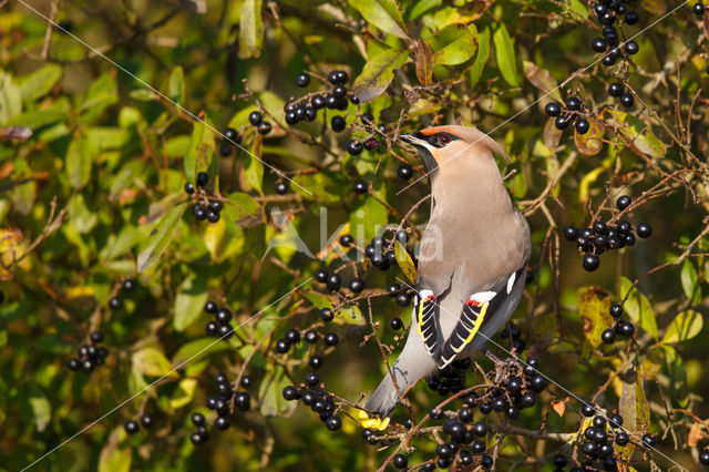 Pestvogel (Bombycilla garrulus)