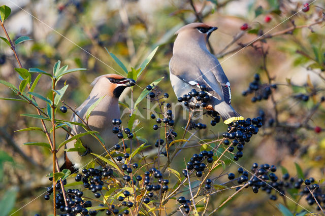 Pestvogel (Bombycilla garrulus)