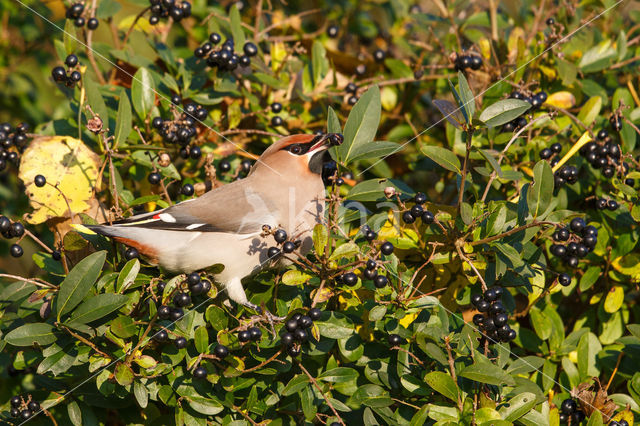 Pestvogel (Bombycilla garrulus)